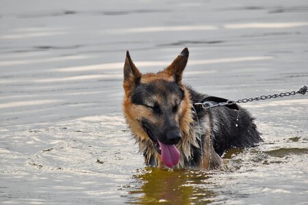 Bathing portrait shepherd dog photo