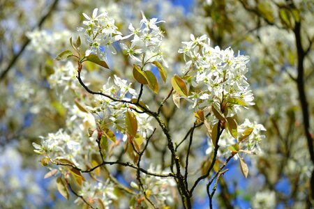 Blütenmeer spring tree photo
