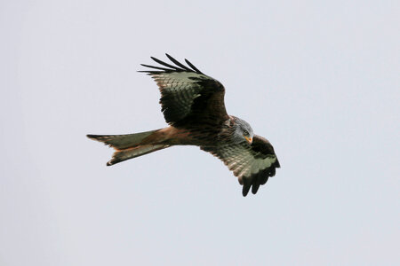 Common Buzzard Fly in the Sky photo