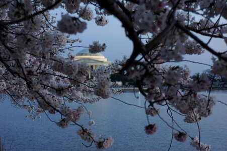 Cherry Blossom -Washington DC Night Tour photo