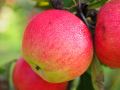 Red fresh healthy