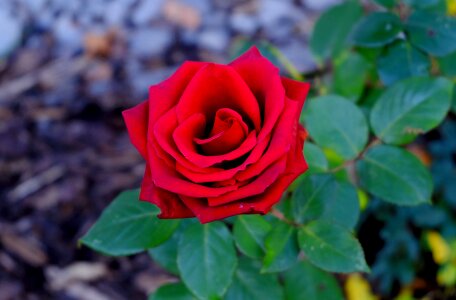 Rose bloom red ornamental plant