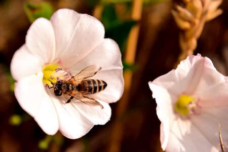 Animal arthropod beautiful flowers
