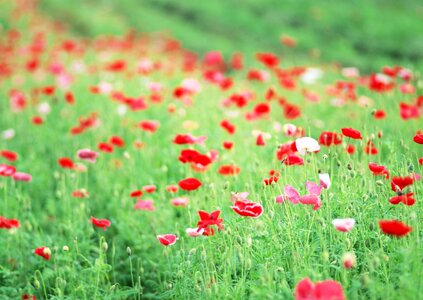 Red poppies on green field photo