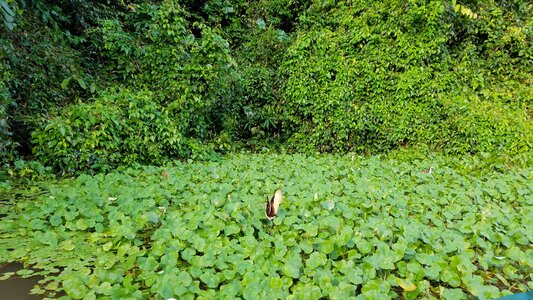 Jungle swamp wading bird photo