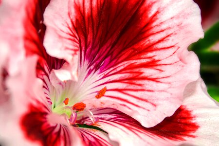 Geranium blossom bloom