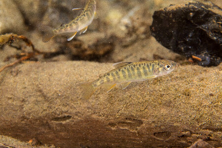 Juvenile Chinook salmon-2