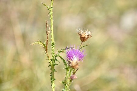 Flower wildlife plant