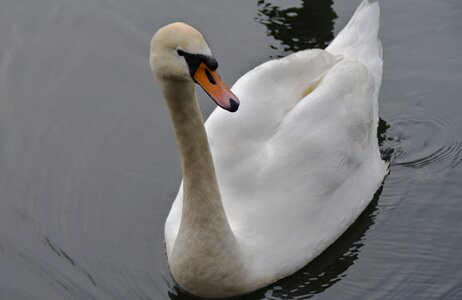 Animal aquatic bird avian