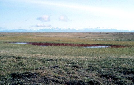 Arctic distance domestic