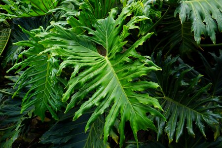 Huge exotic tree philodendron