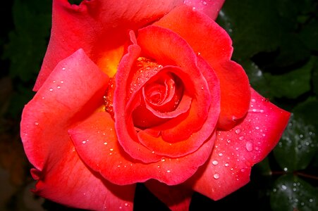 Floribunda rose bloom garden rose photo