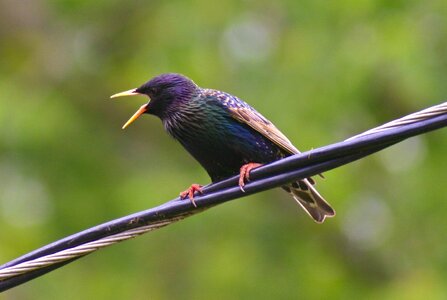 Feathered animal wildlife photo