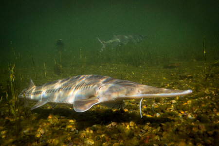 Pallid Sturgeon-1