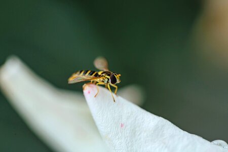 Details insect macro