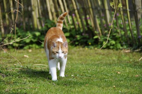 Pet red white