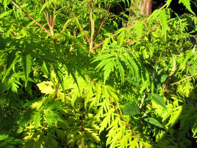 Many park plants