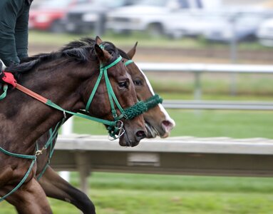 Horse racing racecourse race track photo