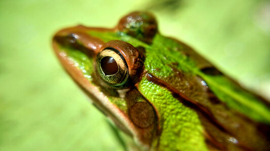 Face of a Frog photo