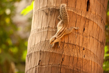 Squirrel Climbing Down Tree photo