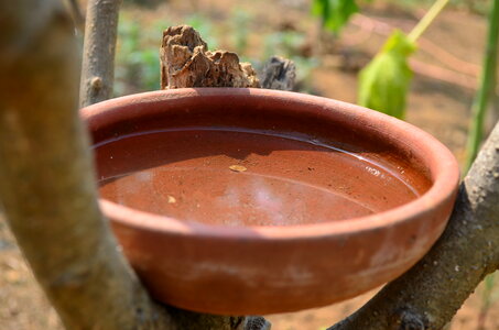Pot Of Water For Insects Birds photo