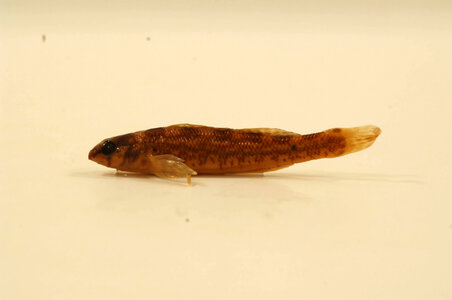 Etheostoma zonale-1