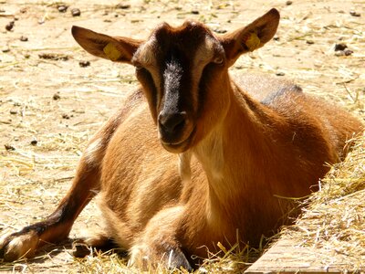 Farm cute animal photo