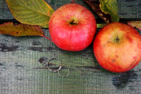 Apples autumn season rings