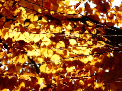 Fagus deciduous tree golden autumn photo