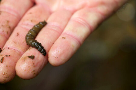Aquatic invertebrate -2