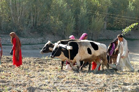 Afghanistan agriculture farm