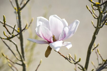 Bloom spring close up