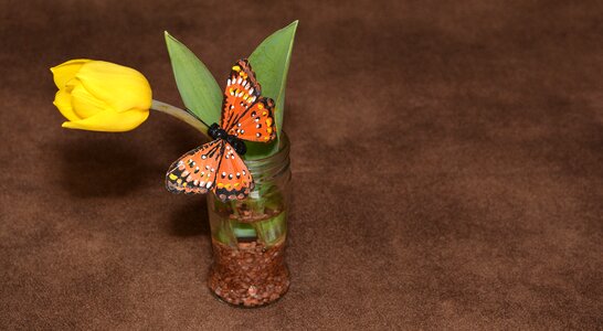 Plant schnittblume butterfly photo