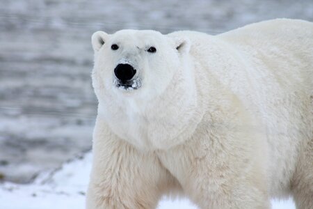 Snow wild carnivore