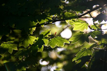 Green leaf leaves background sunlight photo