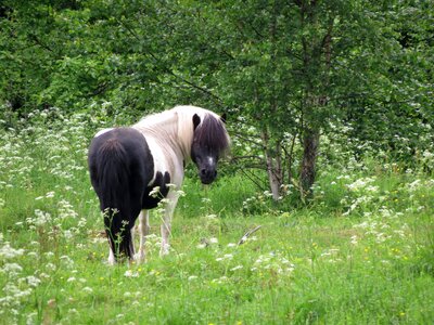 Shettis hage pinto horse