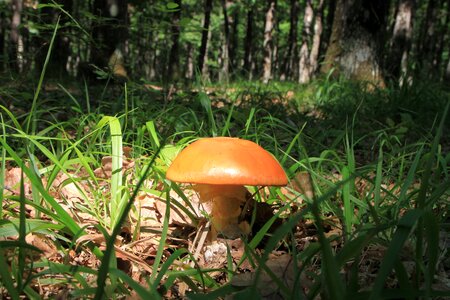 Fungus fungi growth photo