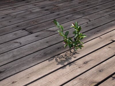 Plant guts natural