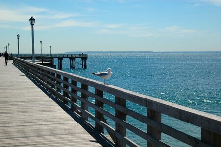 Shorebird sea sky photo