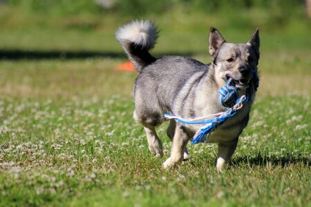 Pet toy länsigöötanmaan spitz photo