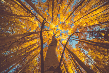 Sunset Light on Autumn Birch Trees photo