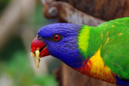 Colorful color head