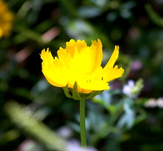 Summer floral petals