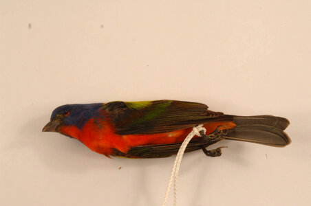 Passerina ciris