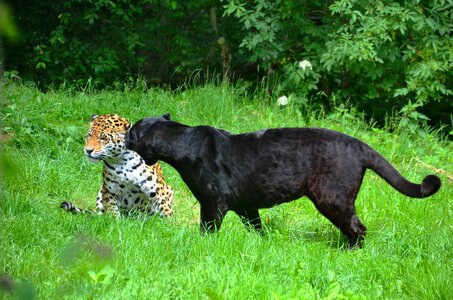 Black spotted animals photo