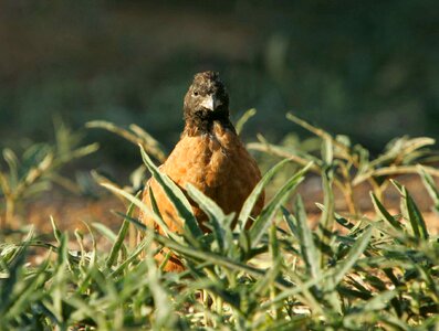 Bird Colinus virginianus 