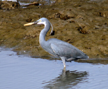 Gray Bird 2 photo