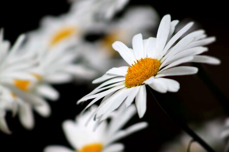 Beautiful beautiful flowers biology
