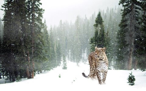 Animal fauna landscape
