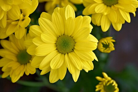 Plant flowers yellow photo
